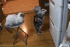 cats GIF