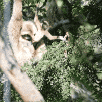 Baby Climbing GIF by Oakland Zoo