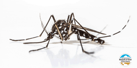 sgvmosquito giphyupload animal nope science GIF
