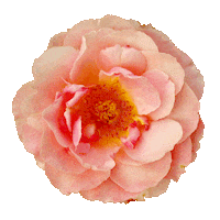 Beauty Rose Sticker
