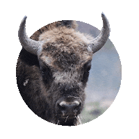 Tierpark Wildpark Sticker by Wisentgehege Springe