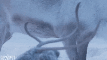 screenmediafilms reindeer screen media films screen media a reindeers journey GIF