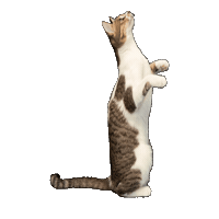 25Cats Sticker by Gray Hat Films
