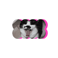 Cat Swipe Up Sticker