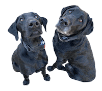 Gifsforgood Sticker by Red Beard