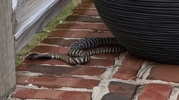 Raleigh Residents Warned of Venomous Pet Cobra on the Loose