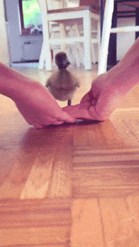 Sit Down Duck GIF
