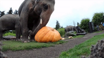 Elephant Herd Squishes Giant Pumpkins
