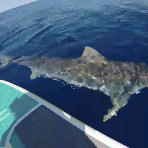 This Shark Is Thick!