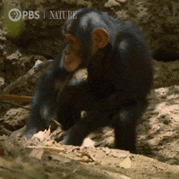 Pbs Nature Monkey GIF by Nature on PBS