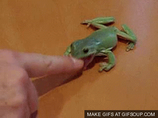 pet frog GIF