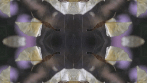 Art Love GIF by jorgemariozuleta