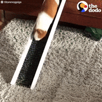 guinea pigs slide GIF by The Dodo