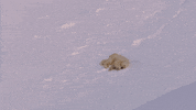 fail polar bear GIF by BBC Earth