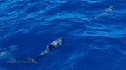 relaxturizem dolphin tenerife canaryislands GIF