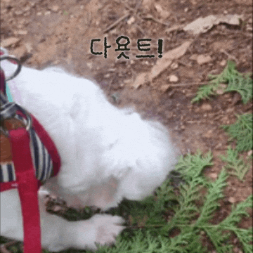 Puppy GIF