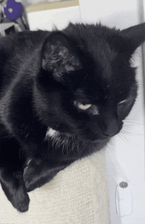 Uh Oh Cat GIF