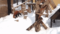 Red Pandas Love Playing in the Snow