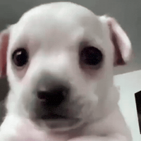 Scared Dog GIF