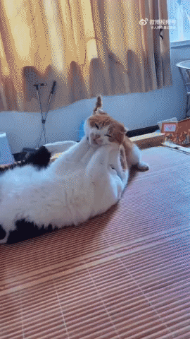 cuteanimalland giphyupload GIF