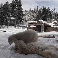 Oregon Zoo Animals Frolic in Snow