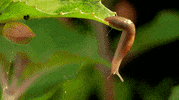 Slug GIF