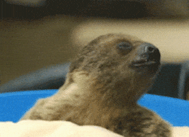 Nom Nom Eating GIF by San Diego Zoo Wildlife Alliance