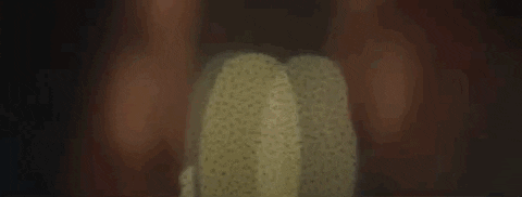 kacey musgraves butterflies GIF