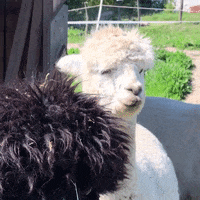 Ears Listen GIF by Mitteldeutscher Rundfunk