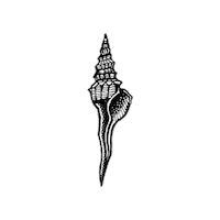 Beach Shell Sticker by Desnuda Tequila
