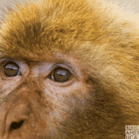 Television What GIF by BBC America