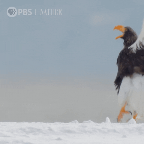 Fly Battle GIF by Nature on PBS