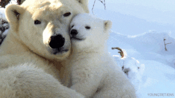 Polar Bear Love GIF