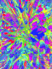 GIF by Leo Pyrata