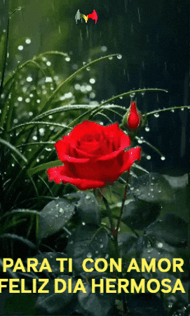 Rosa Amigos GIF by Murcianys LLC