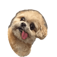 stupid STICKER by imoji