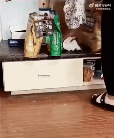cuteanimalland giphyupload GIF