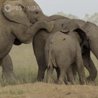Pbs Nature Elephant GIF by Nature on PBS