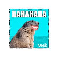 laugh marmot Sticker by Veek