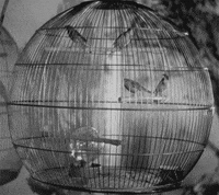 Mark Sandrich Bird GIF by Maudit