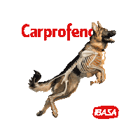 Carprofeno Sticker by Ibasa