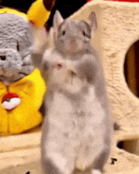 Chinchilla Sue GIF