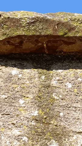 Simongip giphygifmaker GIF