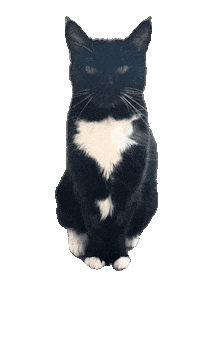Black And White Cat Sticker