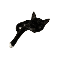 Tuxedo Cat Sticker