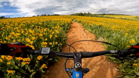 Mountain Biker's Headcam Captures Wildflowers
