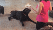 Angry Dog GIF