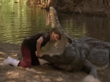 alligator GIF