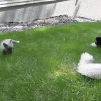 cute aww GIF
