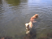 Forget the Doggy Paddle, This Dog Can Do the Breaststroke